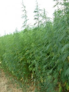 chanvre-bio-graine-culture-textile-corde-construction-isolation-huile-cannabis-sativa-indien-plante-fumer-marijuana (10) Chanvre bio (cannabis sativa L.)