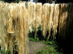chanvre-bio-graine-culture-textile-corde-construction-isolation-huile-cannabis-sativa-indien-plante-fumer-marijuana (12) Séchage de fibres de chanvre bio