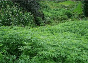 chanvre-bio-graine-culture-textile-corde-construction-isolation-huile-cannabis-sativa-indien-plante-fumer-marijuana (7) Le chanvre bio : une plante aux propriétés multiples