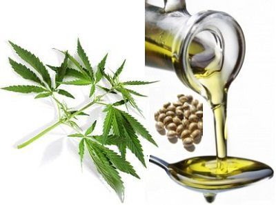 Huile de chanvre biologique extraite de la graine